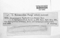 Stagonospora typhoidearum image